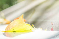 安阳市残联看望慰问全国残特奥会铁人三项获奖运动员胡旭静